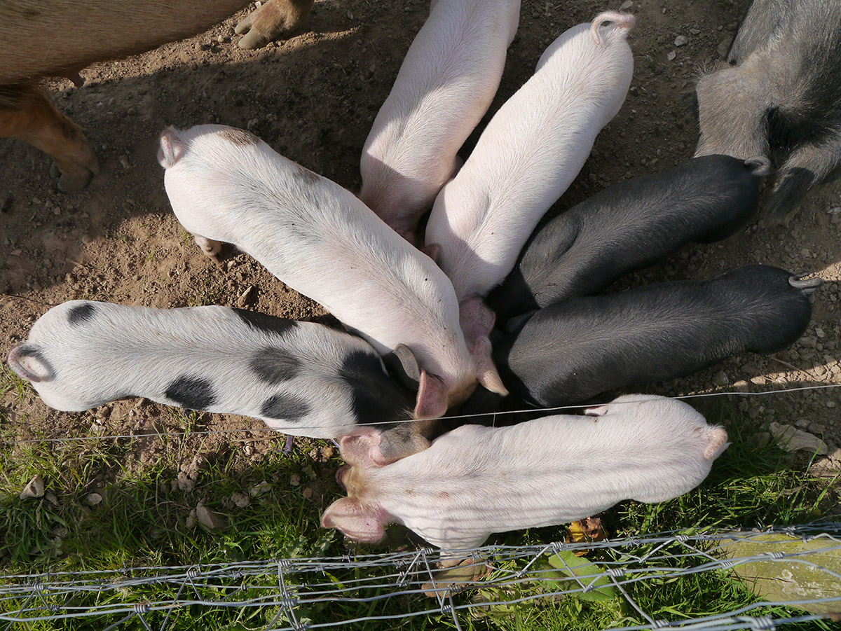 Lower Hewood Farm, Pigs